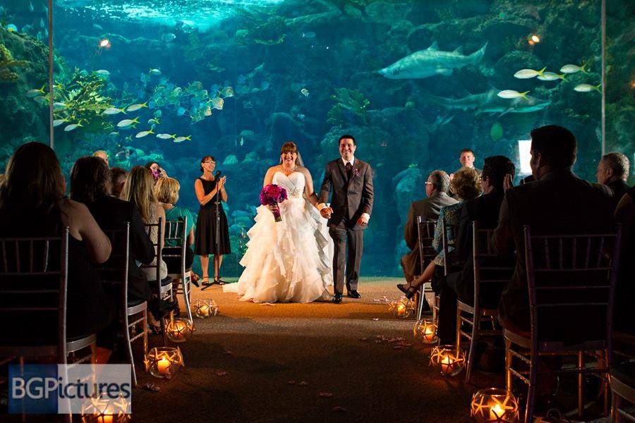Tampa Florida Aquarium Wedding Congratulations Megan And Greg Beautiful Tampa Florida Aquarium Wedding Officiated By Charmaine Photo